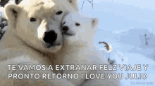 Te Vamos A Extranar I Love You Julio GIF - Te Vamos A Extranar I Love You Julio Polar Bears GIFs