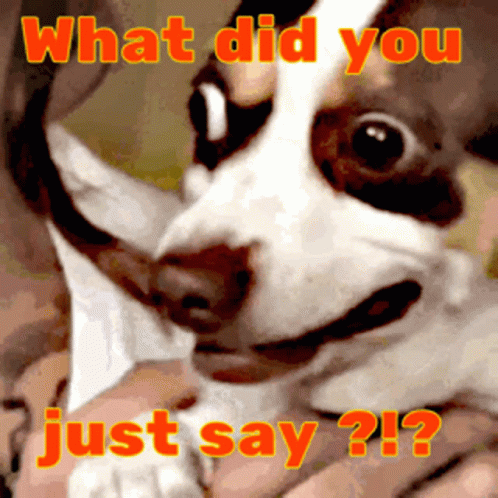 what did you say dog gif