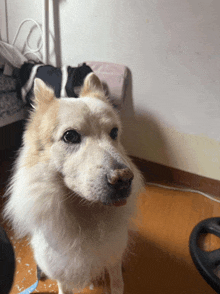 a white dog with a brown nose is standing on a wood floor