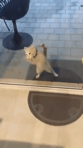 Cat Glass Door GIFs Tenor