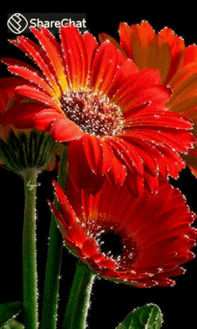 Flowers Sparkly GIF
