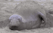 Seal Lazy GIF - Seal Lazy Scratching GIFs