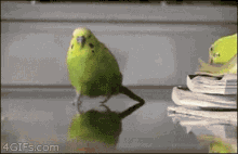 Parrot Run GIF