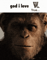 a close up of a monkey 's face with the words god i love true below it