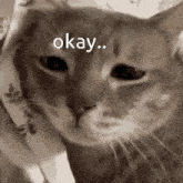 Sad Okay GIF - Sad Okay Cat GIFs