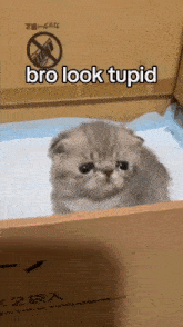 Tupidcat Stupid Cat GIF - Tupidcat Stupid Cat GIFs