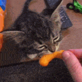 a kitten is eating a cheetos nugget from a person 's hand .