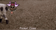 Pocket Cows Whitneywalker33 GIF - Pocket Cows Whitneywalker33 GIFs