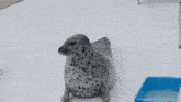 a seal is laying in the snow next to a blue tray