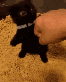 Cat Angry GIF - Cat Angry Little GIFs