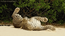 Cheetah Rolling GIF - Cheetah Rolling Cheatahs GIFs