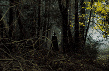 a dark forest with a few trees with yellow leaves on them