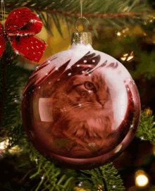 Christmas Ball Cat GIF - Christmas Ball Cat Serious GIFs