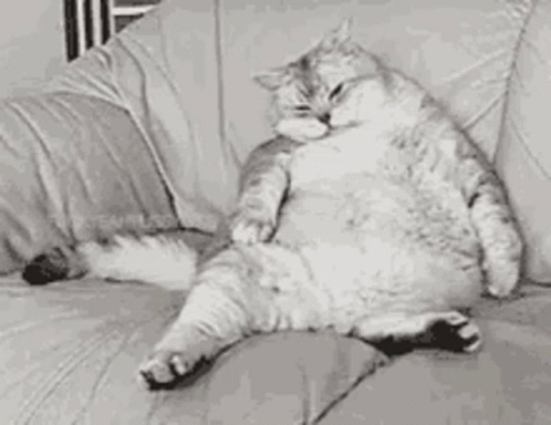 funny fat cats gifs