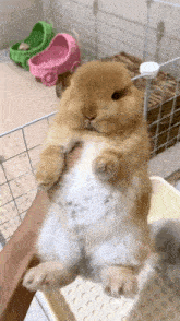 a person is holding a small brown and white rabbit on their lap