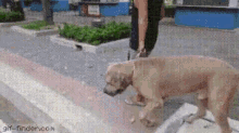a dog on a leash is being walked by a person ..