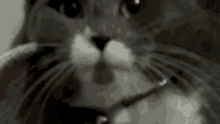 Paşa Kitten GIF - Paşa Kitten Aww GIFs