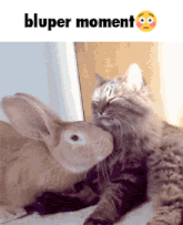 a picture of a cat and a rabbit with the words bluper moment on the bottom
