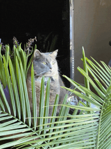 Jungle Cat GIF
