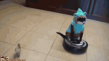 Cat And Duck Love To Dress Up And Clean The Floor GIF - Cats Ducks Cleaning GIFs