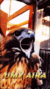 a close up of a bird with the word umy aira on the bottom right