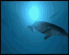 Walking With Beasts Swimming GIF - Walking With Beasts Swimming Eoceno GIFs