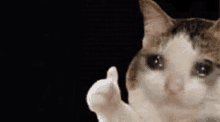 Sad Thump Up Cat Sad Cat GIF - Sad Thump Up Cat Sad Cat Sad Thumb Up GIFs