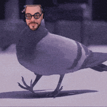 a pigeon has a man 's face on its head