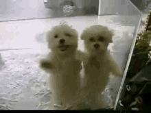 Puppies Dogs GIF - Puppies Dogs Excited GIFs