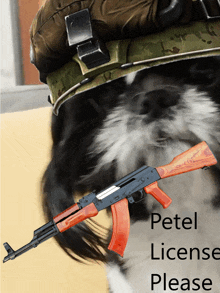 License Dog GIF - License Dog GIFs