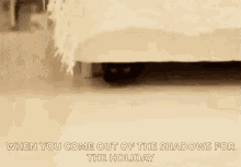 When You Come Out The Shadow Cat GIF