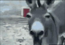 Donkey Laugh GIF