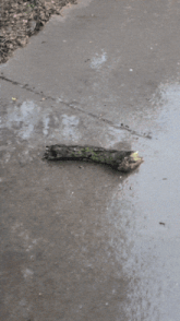 a piece of wood is laying on the ground in a puddle of water