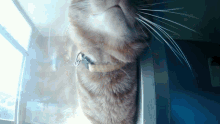 Cheeto Cheriño GIF - Cheeto Cheriño Cat GIFs