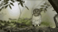 Owl Cute GIF - Owl Cute Looking GIFs