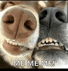 Doggy Meme Smile Meme GIF