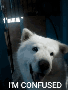 Confused Dogs GIF - Confused Dogs Cute Dogs GIFs