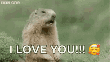 hi hey marmot i love you ily