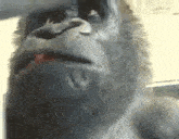 Open Mouth Gorilla Shocked Gorilla GIF