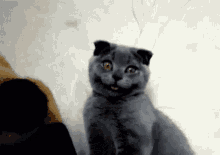 Cute Cat GIF - Cute Cat Awkward GIFs