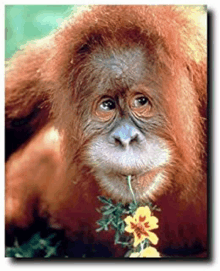 Orangotango Assasino GIF