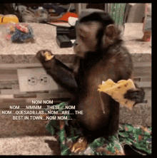 Funny Monkey GIF - Funny Monkey Munch GIFs