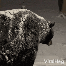 Taking Off The Snow Bear GIF - Taking Off The Snow Bear Viralhog GIFs