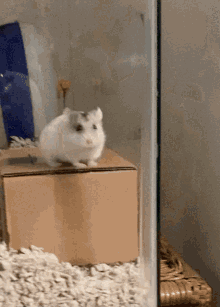 Hamster Flipping GIF