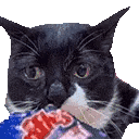 Stupid Cat Cat Meme Sticker - Stupid Cat Cat Meme Fat Cat Stickers
