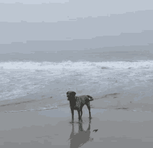 Aqua Dog Dog Aqua GIF - Aqua Dog Dog Aqua Dog At Beach GIFs