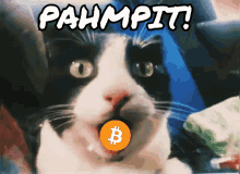 Pahmpit Bitcoin GIF - Pahmpit Bitcoin Rabbinstein GIFs