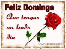 Rosas Feliz Domingo GIF - Rosas Feliz Domingo Love GIFs