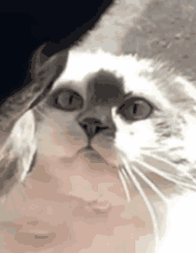 Kitty Disappointed GIF