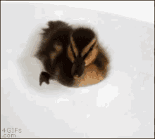 Duck Tub GIF - Duck Tub GIFs